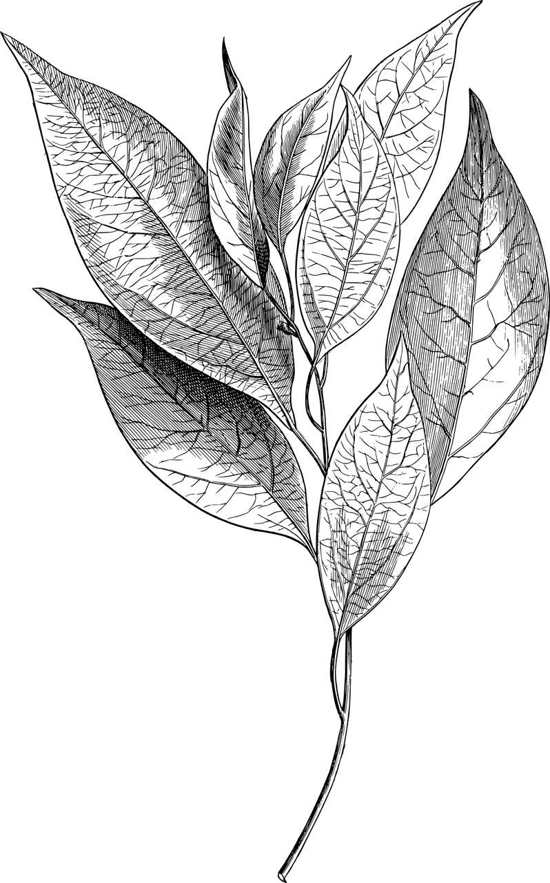 leaves, branch, tree-8111288.jpg
